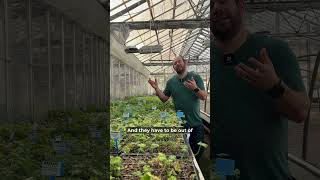 How to care for geranium cuttings