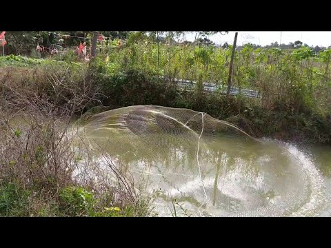 Pesca de tarrafa_a traíra comeu o dedo dele? 😂
