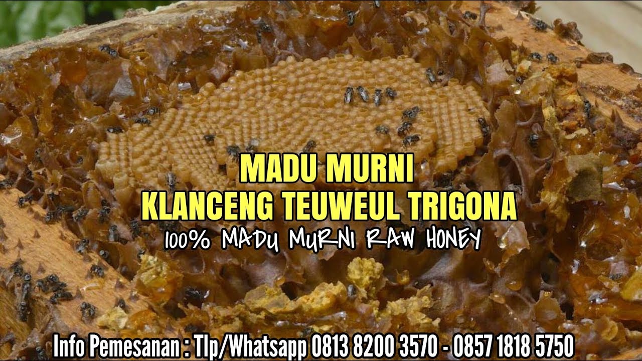 Madu Murni Klanceng Trigona An-Nahl 68/69 Surabaya Blitar Sidoarjo