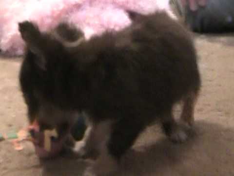 Chihuahuas For Sale Chocolate Long Haired Female Mico Mini Pocket
