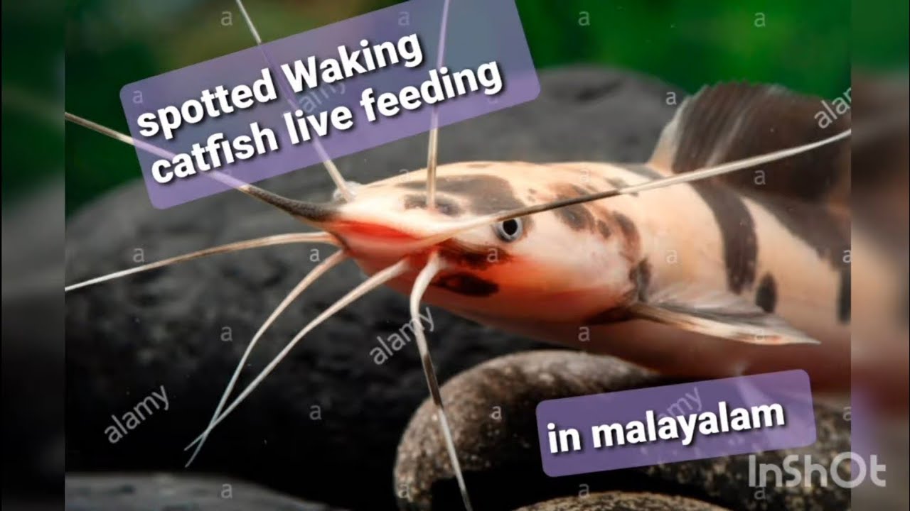Spotted Waking catfish live feeding in malayalam YouTube