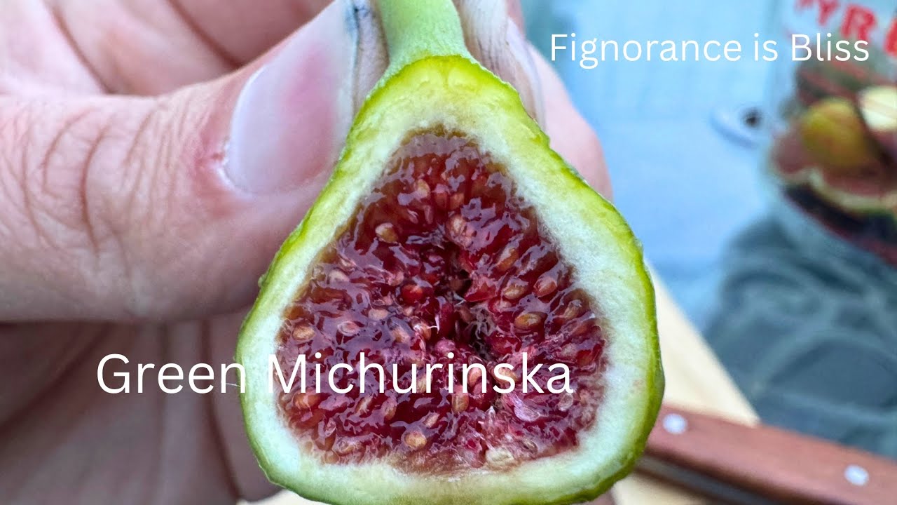 Грин Мичуринска 28.09.2025