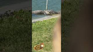 Not A Log No Matter How Happy You Are To See Me. Comment