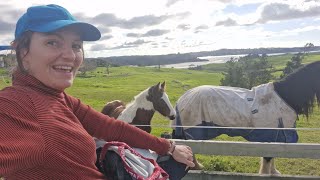 Long Bay Reserve and Shetland Pony Farm #newzealand #horse #auckland #vlog