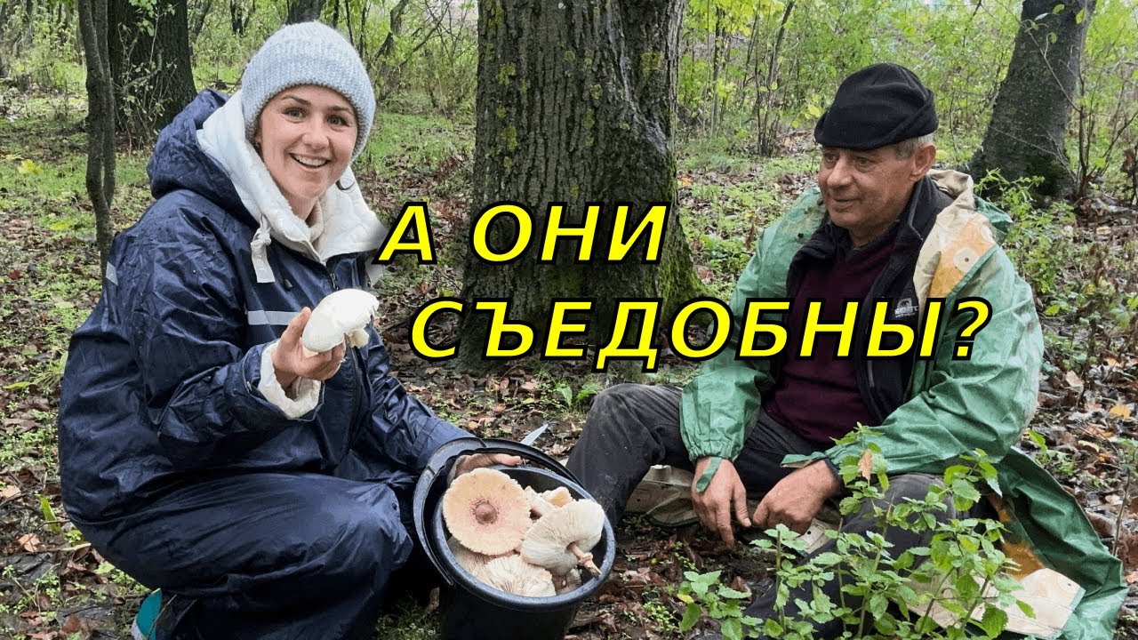 Ух ты какой улов! Впервые с папой собираем грибы! 