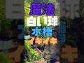 【これからの定番】水槽に入れると便利なアイテム！アクアリウムが楽しくなる！　#アクアリウ #aquarium #aquascape #メダカ #熱帯魚　#水草