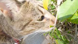 Another Lizard Hunt (4K) by Corey G 10 views 3 years ago 4 minutes, 12 seconds