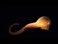 Another NASA Video For Our TDE ASASSN 14li Another NASA Video For Our TDE ASASSN 14li