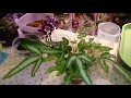 Симбиоз Орхидея и Папоротник | Пересадка Папоротника | Птерис Критский albolineata | Pteris cretica