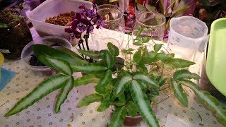 картинка: Симбиоз Орхидея и Папоротник | Пересадка Папоротника | Птерис Критский albolineata | Pteris cretica