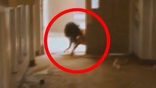 5 Scariest Creatures Caught On Camera & Spotted In Real Life!
