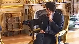 Emmanuel Macron’s dog urinates in fireplace during meeting Resimi