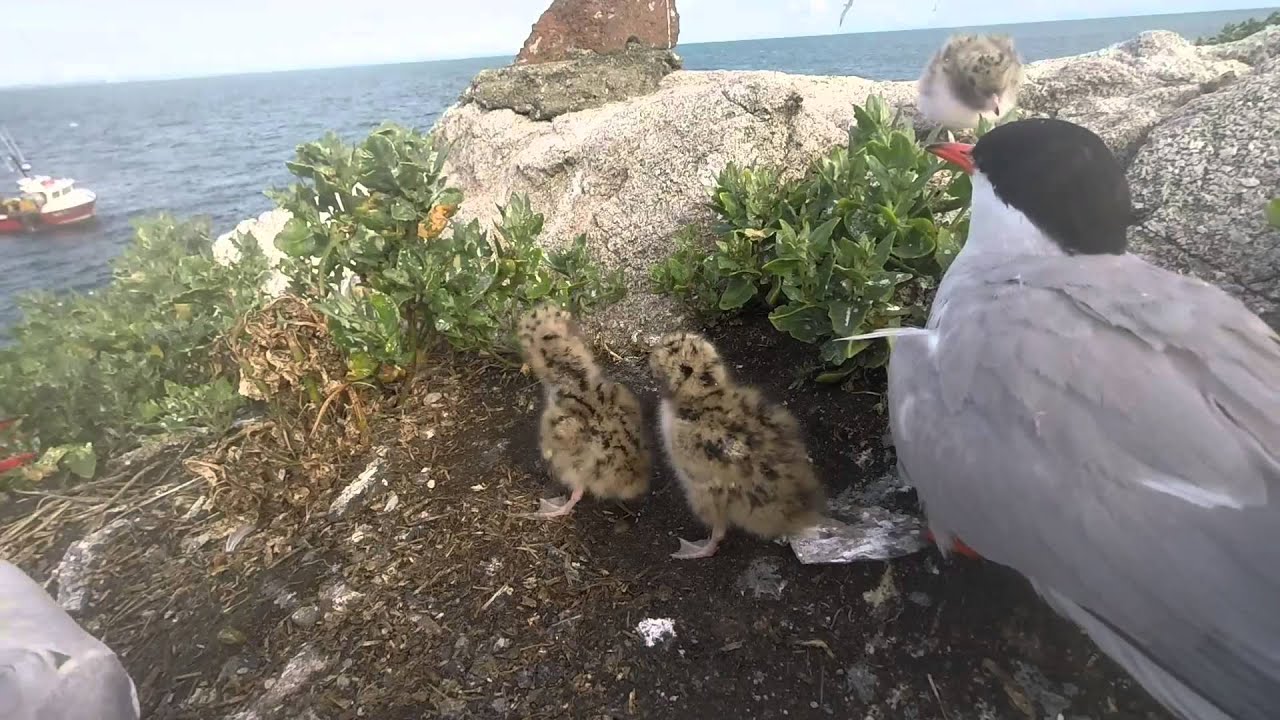 Common Tern feeding sprats to chicks, Rockabill 2015 