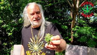 Oogsten, Knippen En Drogen - Deel2