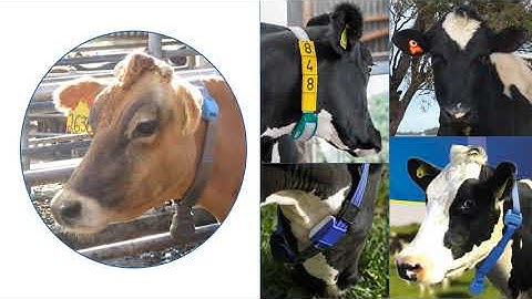 TechKISS Electronic Cow ID