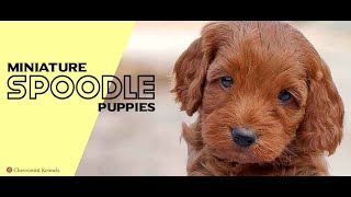 MINI SPOODLE PUPPIES PLAYING ROPE
