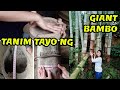 GIANT BAMBOO PLANTING | FREE-RANGE CHICKEN UPDATE | BUHAY PROBINSIYA