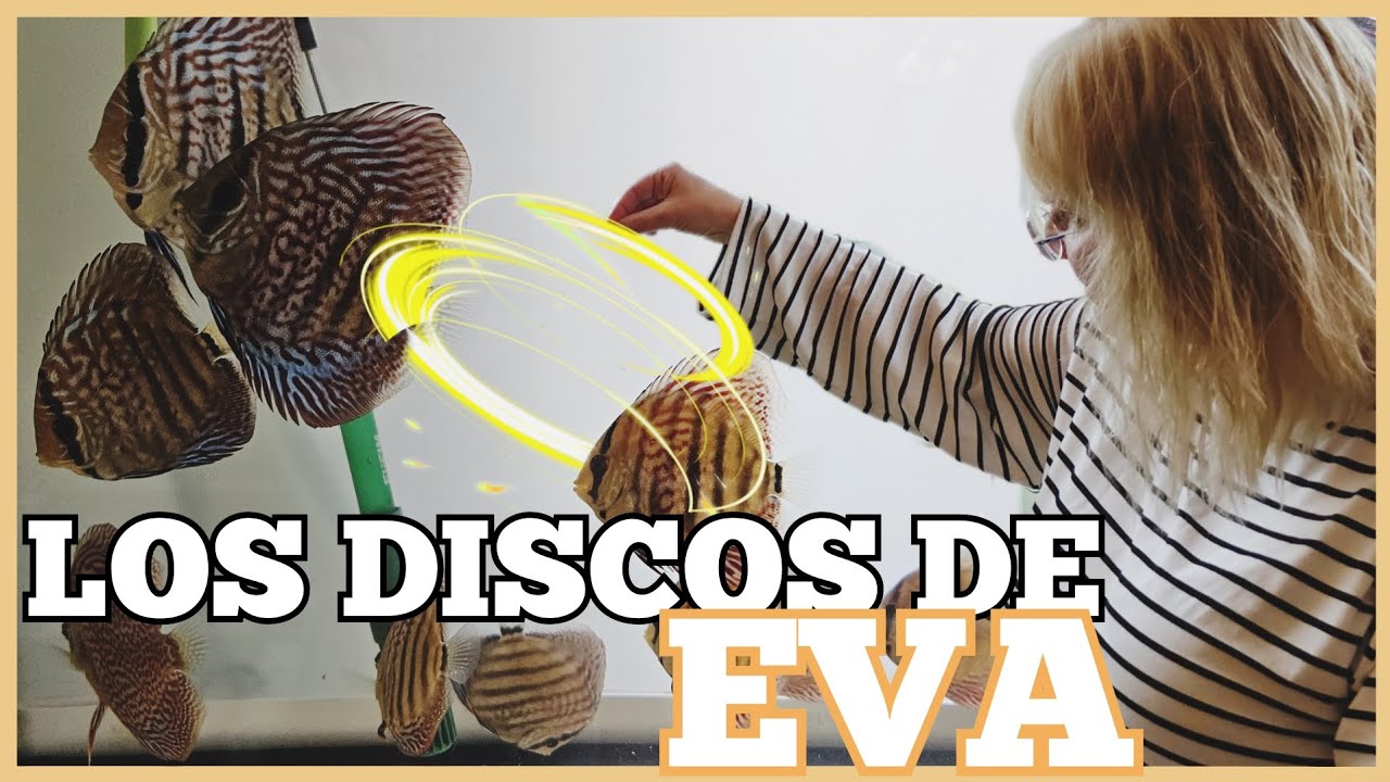 PROYECTO ENGORDE Y CRIA DE DISCOS by Eva