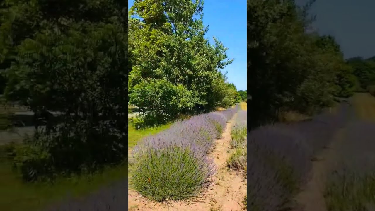 Lavender Growing in Michigan USA 🇺🇲 💜