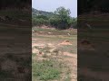 ಗೋಶಾಲೆಯ ಗೋವುಗಳು, Beautiful cattle field #nature #cows #greenery #cow