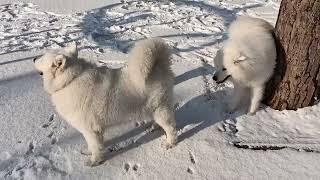 Samoyeds Levrette In Winter Park