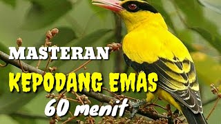 masteran kepodang emas, 60 menit nonstop