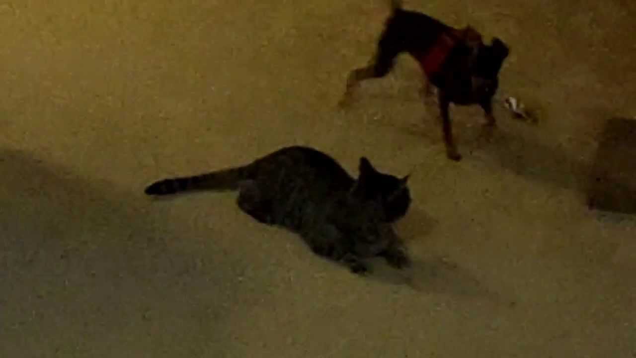 miniature pinscher dog and cat play with lazer pointer ...