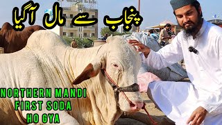 New Trucks Update | First Soda ¦ Northern Bypass Cow Mandi ¦ Bakra Eid 2024 ¦ Cattle Market Karachi