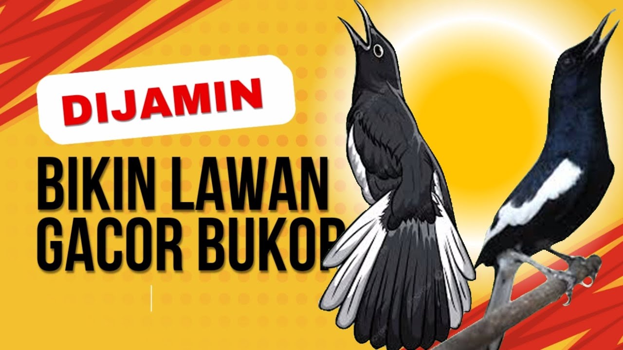 TERAPI KACER GACOR NGEPLONG MEMANCING KACER APASAJA CEPAT BUNYI GACOR !