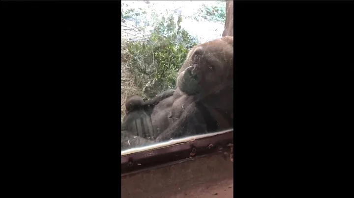 Woodland Park Zoo, Seattle, WA - Gorillas and Dinosaurs