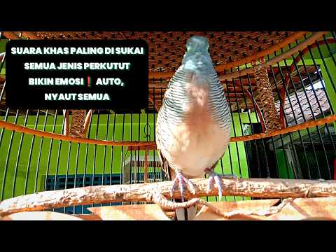 SUARANYA🔊 BANYAK DI CARI UNTUK PENDOBRAK LAWAN JADI EMOSI❗KEMBALI RAJIN MANGGUNG #perkutut #burung