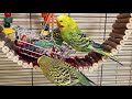 Happy budgie singing calling sounds | Play this video on loop while away | Video for cats to watch