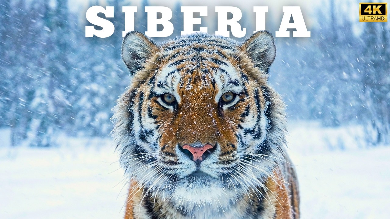SIBERIA: A Place Where Few Can Endure | Extreme Territory