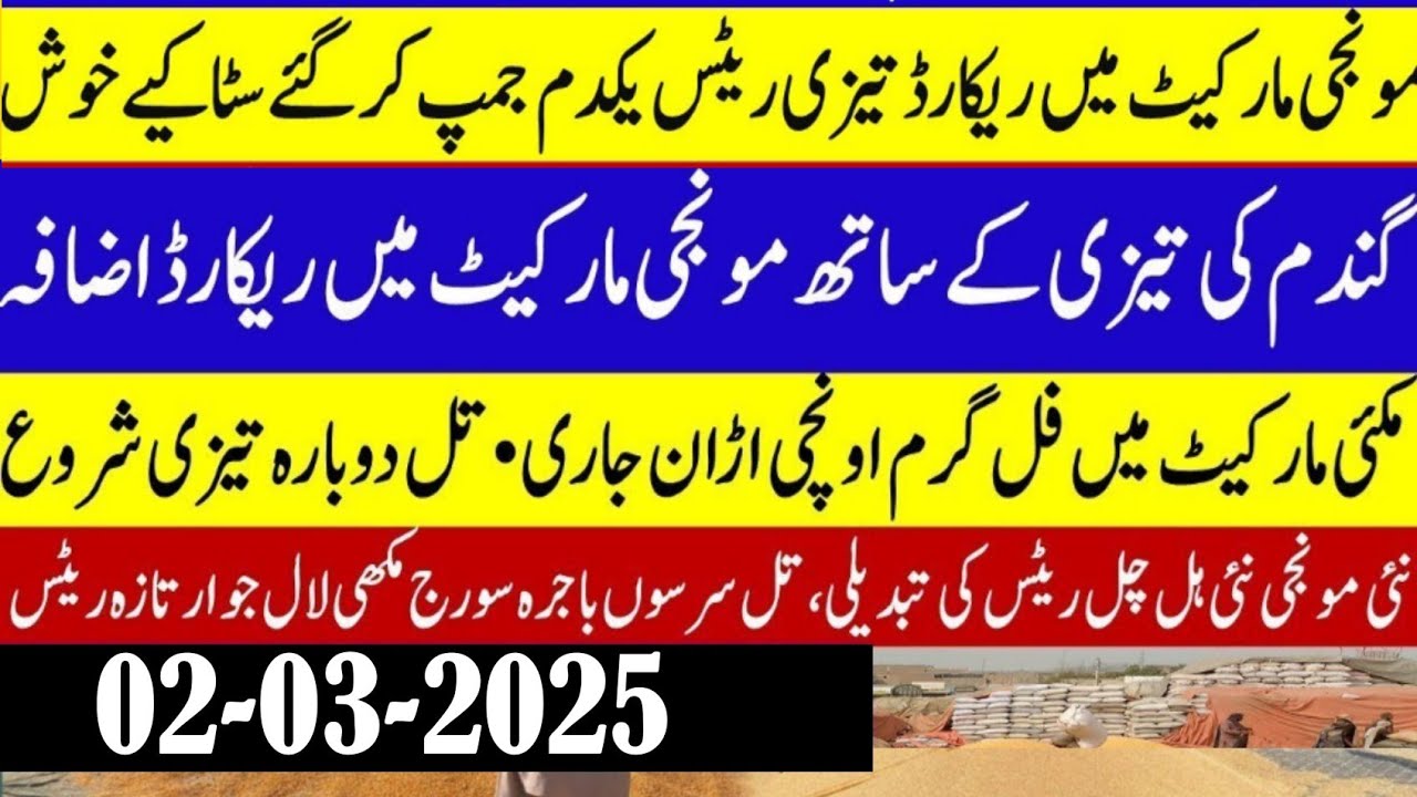 Wheat future price in Punjab 2025/New Munji rates Sindh Punjab/gala ...