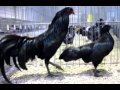 الدجاج الاسود الاغلى في العالم - A rare breed of black-skinned chicken