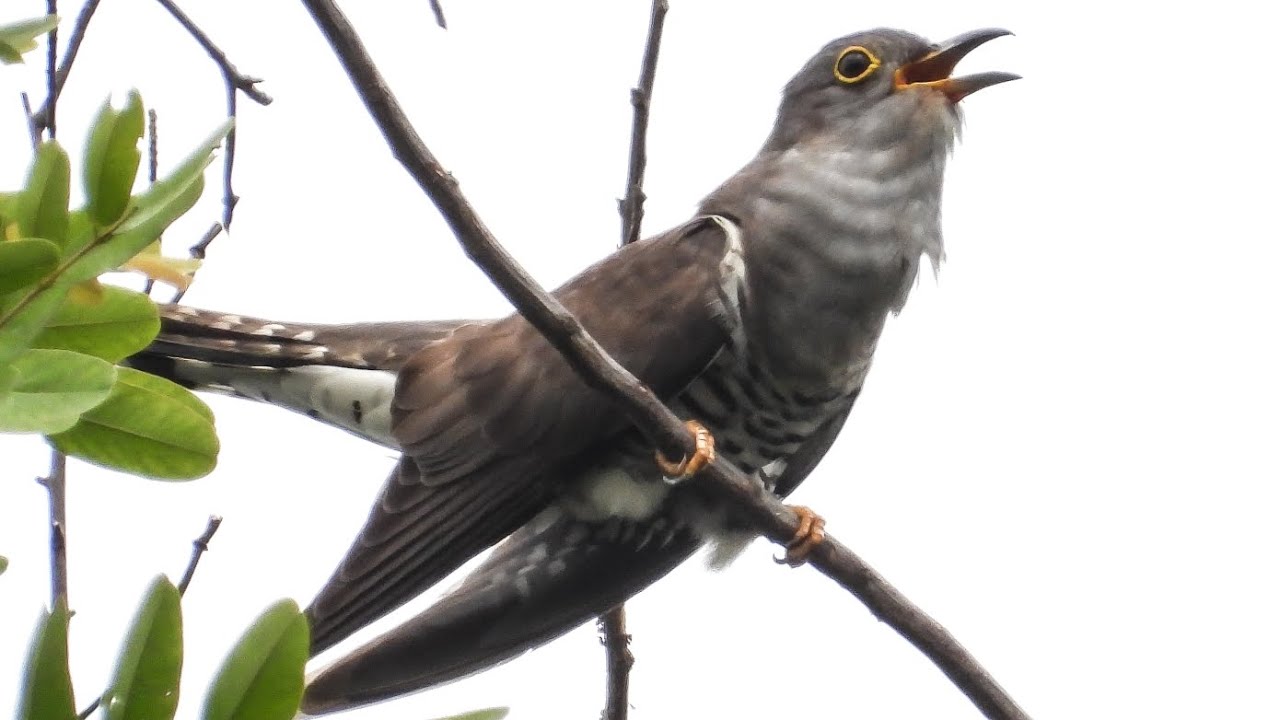 indian cuckoo call.. 