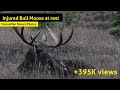 Injured giant bull moose at rest