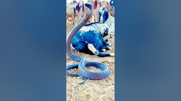 Big cobra in ainmla amazing shot video #cuteanimal #monkeybehavior #animals