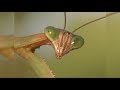 Natures perfect predators praying mantis