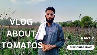 How to grow high quality tomatoes// part 2 saleem agro