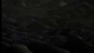Emperor penguins unite for survival in Antarctica - David Attenborough  - BBC wildlife