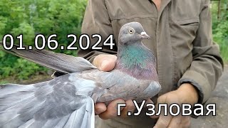 Ярмарка голубей г.Узловая 01.06.24