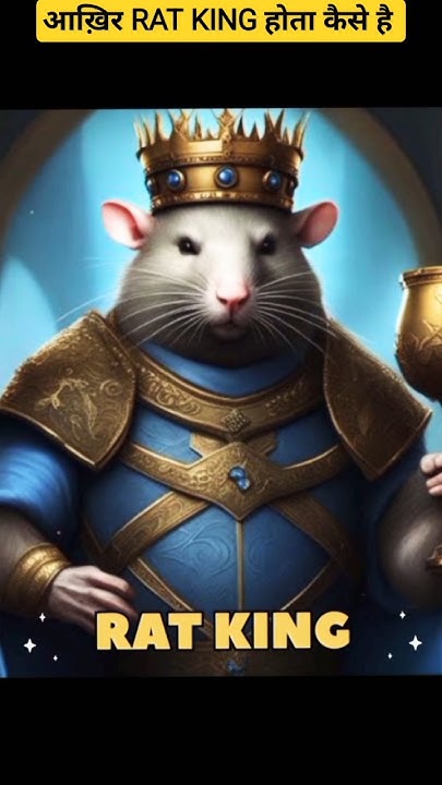 how-does-a-rat-king-happen-youtube