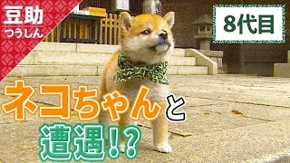 どうしよう…目が合っちゃうドキドキ8代目＜柴犬・豆柴＞Japanese dog