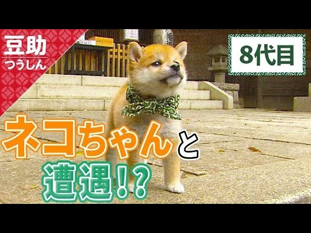 どうしよう…目が合っちゃうドキドキ8代目＜柴犬・豆柴＞Japanese dog