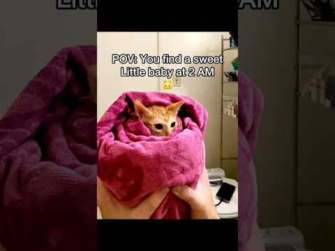 What should we name him? š heās a talkative little kitty š±#pov #cats #newbornkittens #straycat