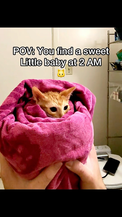 What should we name him? 😂 he’s a talkative little kitty 🐱#pov #cats #newbornkittens #straycat