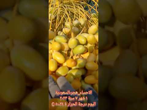 تمر خلاص الاحساء هجر رطب بسر تمر
