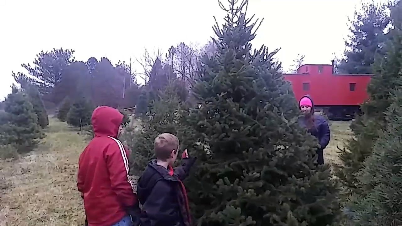 Trimming the tree - YouTube