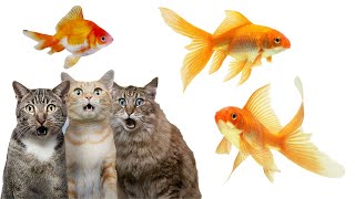 CAT GAMES - MENANGKAP IKAN PERMAINAN KUCING | Catching Fish screenshot 4